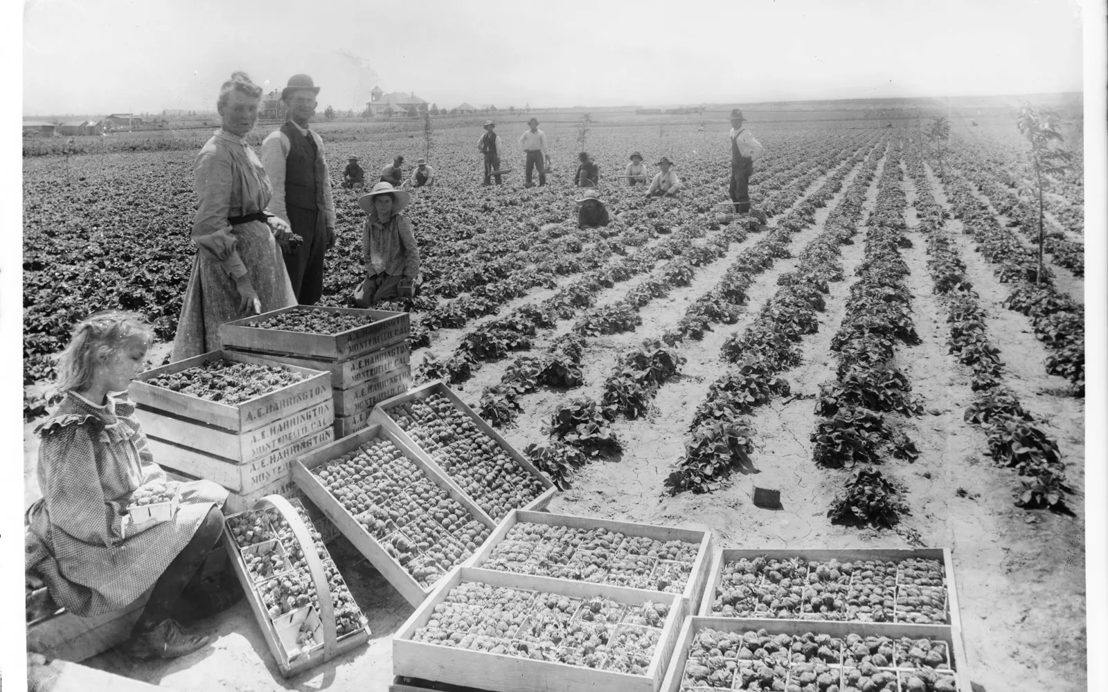 Strawberry pickers working in rows of strawberry plants in a California field, circa 1910